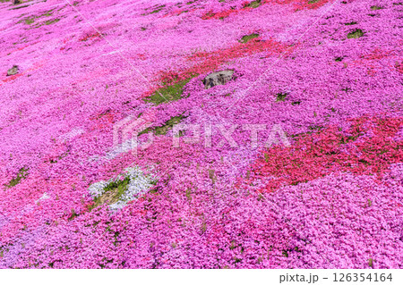 北海道滝上町、日本一の芝桜の群落が夢の世界へと誘う、芝ざくら滝上公園【5月】 126354164