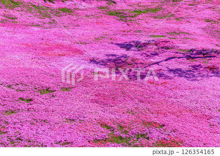 北海道滝上町、日本一の芝桜の群落が夢の世界へと誘う、芝ざくら滝上公園【5月】 126354165