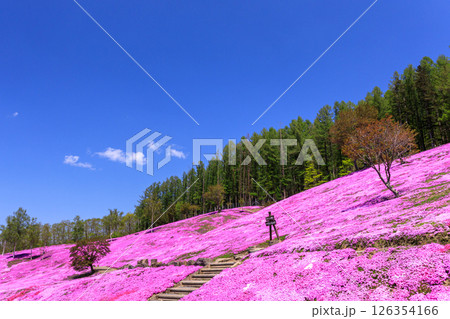 北海道滝上町、日本一の芝桜の群落が夢の世界へと誘う、芝ざくら滝上公園【5月】 北海道滝上町、日本一の芝桜の群落が夢の世界へと誘う、芝ざくら滝上公園【5月】 126354166