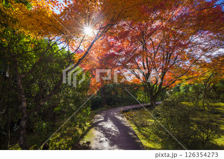 京都　将軍塚青龍殿の紅葉　　 126354273
