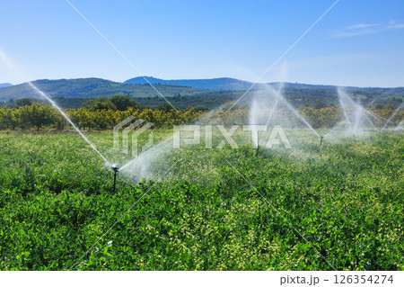 Agricultural sprinklers irrigating lush green field on a sunny summer day in countryside 126354274