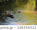 カルガモの親子 126354312