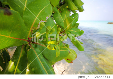 Photos of Maldives Beach 126354343