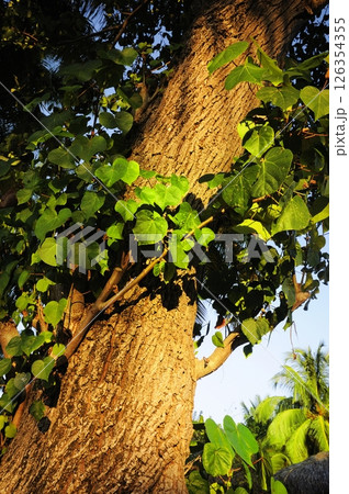 Photos of Maldives Beach 126354355