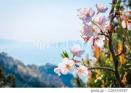 桜と自然風景 桜と自然風景 126354597