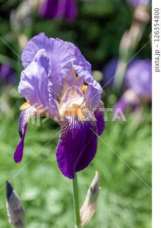 鮮やかな色の花を咲かせるアイリス【 アヤメ科アヤメ属】 鮮やかな色の花を咲かせるアイリス【 アヤメ科アヤメ属】 126354800