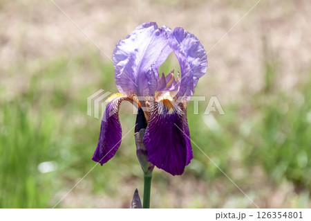 鮮やかな色の花を咲かせるアイリス【 アヤメ科アヤメ属】 126354801