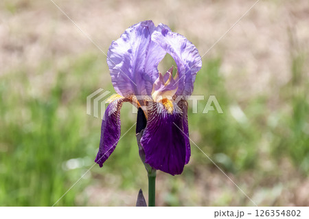 鮮やかな色の花を咲かせるアイリス【 アヤメ科アヤメ属】 126354802