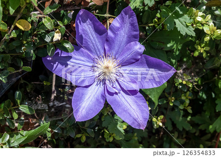 優雅な花クレマチス【キンポウゲ科センニンソウ属】 126354833