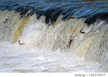 The Venta Rapid waterfall in May with fish jumping out of the water in Kuldiga in Latvia The Venta Rapid waterfall in May with fish jumping out of the water in Kuldiga in Latvia 126354957