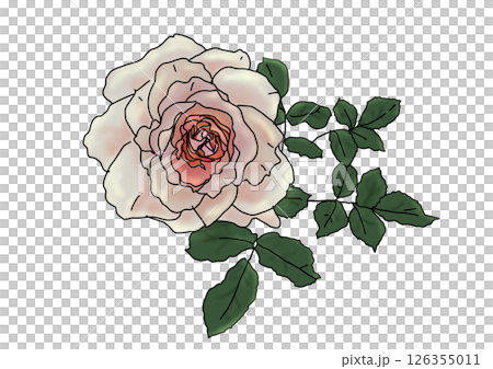 Rose flower corsage 126355011