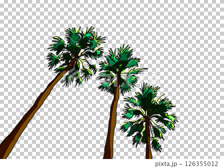 A view of three palm trees 126355012