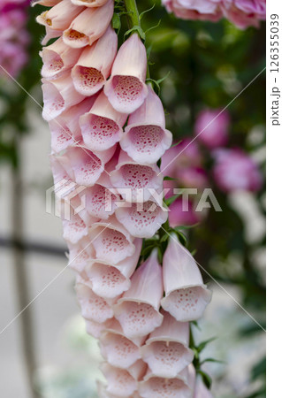 ジキタリス ジキタリス 126355039