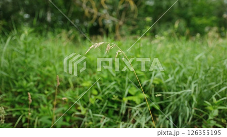 Summer Meadow With Green Grass On Summer Day Summer Meadow With Green Grass On Summer Day 126355195