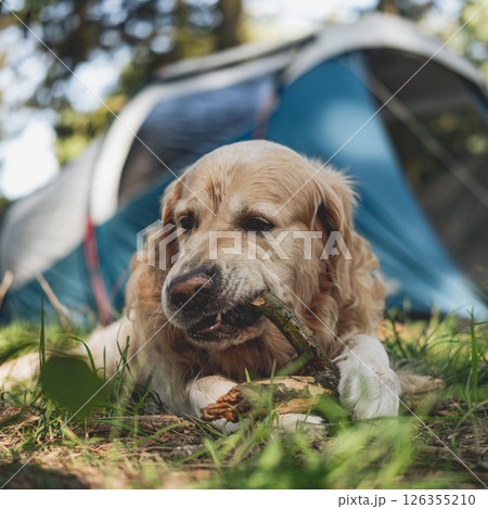 Adorable Golden Retriever Dog Lying By Touristic Camp Tent Adorable Golden Retriever Dog Lying By Touristic Camp Tent 126355210