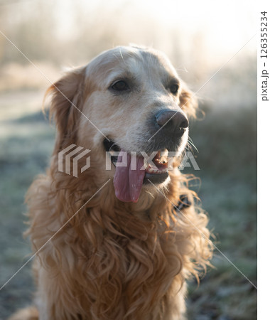 Adorable Golden Retriever Dog Outdoors Adorable Golden Retriever Dog Outdoors 126355234
