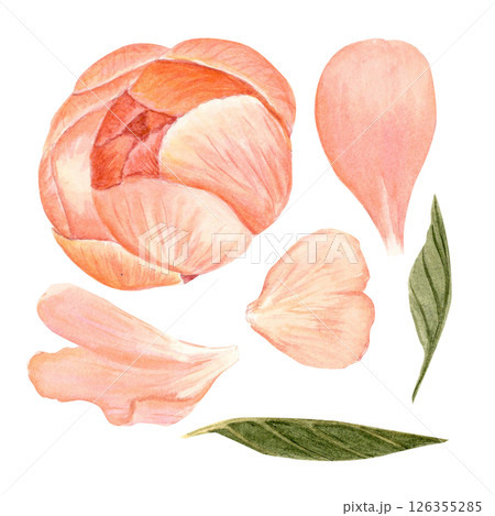 Coral peony bud, petals, leaves watercolor illustration set isolated on white. Hand-painted vintage botanical elements. Perfect for wedding design, packaging, branding, and cards. Soft blush, olive 126355285