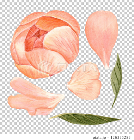 Coral peony bud, petals, leaves watercolor illustration set isolated on white. Hand-painted vintage botanical elements. Perfect for wedding design, packaging, branding, and cards. Soft blush, olive 126355285
