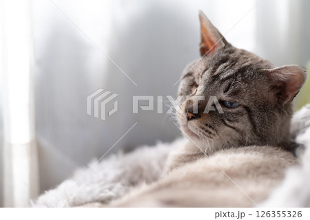 窓辺でくつろぐ可愛い猫　シャムトラ猫 126355326