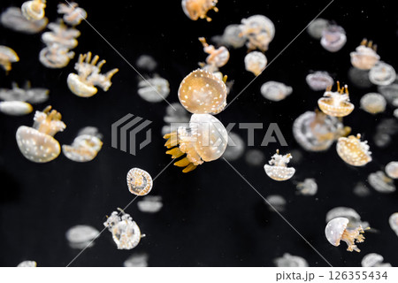 Group of spotted jellyfish drifting slowly in dark water. Glowing bells and gentle movement in the deep sea Group of spotted jellyfish drifting slowly in dark water. Glowing bells and gentle movement in the deep sea 126355434
