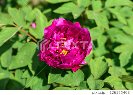 Close-up top view of a vibrant fuchsia pink tree peony flower in full bloom, soft blurred background, floral natural beauty 126355468