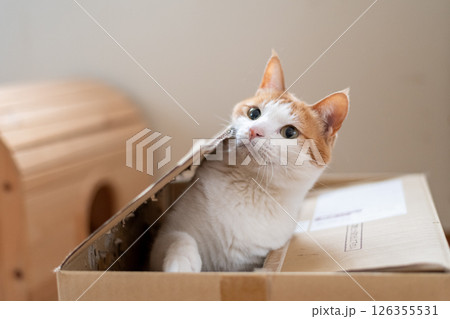 ダンボール箱に入った猫 茶トラ白 ダンボール箱に入った猫 茶トラ白 126355531