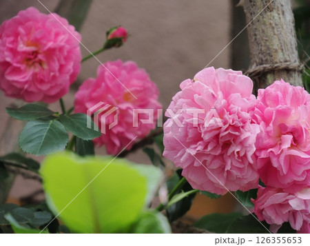 いよいよ華やかで美しさ満点のバラの季節がやってきました!(ラベンダー・ラッシー) いよいよ華やかで美しさ満点のバラの季節がやってきました!(ラベンダー・ラッシー) 126355653