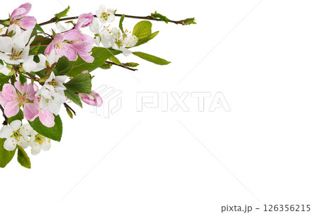 Spring twigs of garden trees for corner arrangement isolated on white 126356215