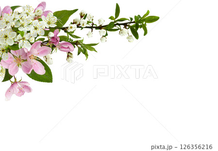 Spring flowers, buds and small green leaves on garden tree twigs in a corner arrangement isolated on white 126356216