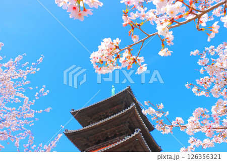 愛知県名古屋市、満開の桜と八事山興正寺五重塔の風景 126356321
