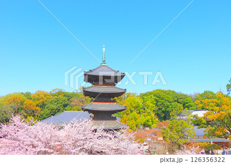 愛知県名古屋市、満開の桜と八事山興正寺五重塔の風景 126356322