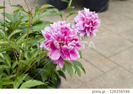 シャクヤク（はままつフラワーパーク） 126356598