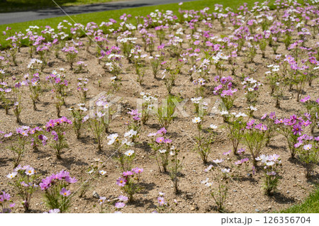 はままつフラワーパーク（5月）　コスモス 126356704