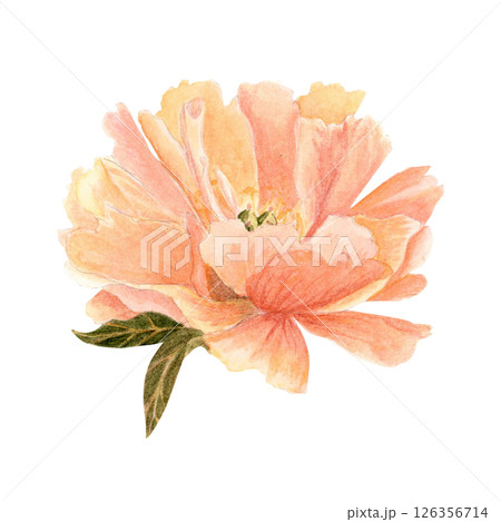 Delicate peony flower head in soft peach tones watercolor illustration. Hand-painted with high detail, perfect for wedding invitations, branding, packaging, fabric design, and cards. Coral charm color Delicate peony flower head in soft peach tones watercolor illustration. Hand-painted with high detail, perfect for wedding invitations, branding, packaging, fabric design, and cards. Coral charm color 126356714