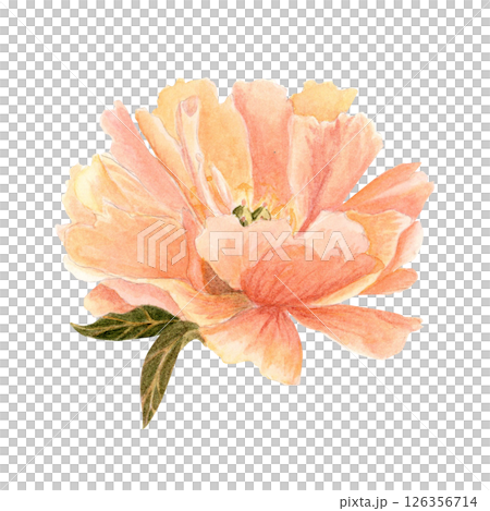 Delicate peony flower head in soft peach tones watercolor illustration. Hand-painted with high detail, perfect for wedding invitations, branding, packaging, fabric design, and cards. Coral charm color Delicate peony flower head in soft peach tones watercolor illustration. Hand-painted with high detail, perfect for wedding invitations, branding, packaging, fabric design, and cards. Coral charm color 126356714