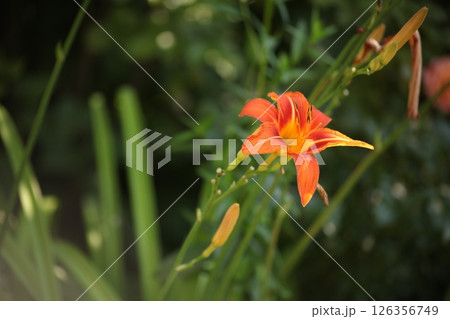 Close-up of an orange daylily flower Hemerocallis blooming in the garden. Bright summer blossom on a green background. Natural floral beauty, shallow depth of field, and soft sunlight. Close-up of an orange daylily flower Hemerocallis blooming in the garden. Bright summer blossom on a green background. Natural floral beauty, shallow depth of field, and soft sunlight. 126356749
