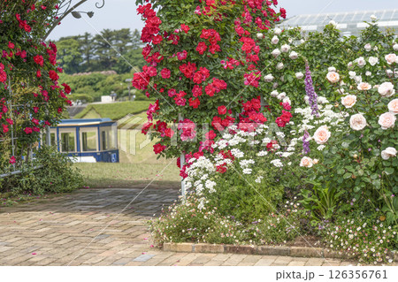 はままつフラワーパーク（5月）　ウエルカムガーデンの花々 126356761