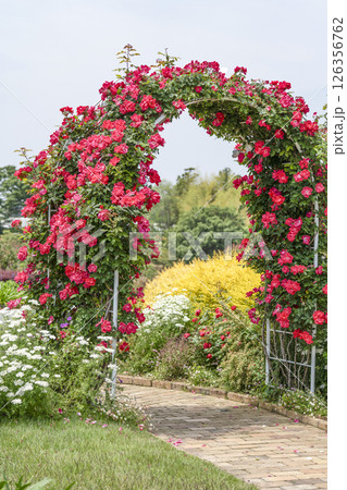 はままつフラワーパーク(5月)ウエルカムガーデン薔薇のアーチ はままつフラワーパーク(5月)ウエルカムガーデン薔薇のアーチ 126356762