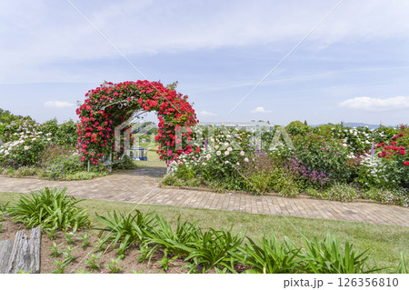 はままつフラワーパーク（5月） ウエルカムガーデンの薔薇のアーチ 126356810