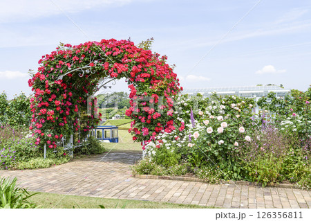 はままつフラワーパーク（5月） ウエルカムガーデンの薔薇のアーチ 126356811