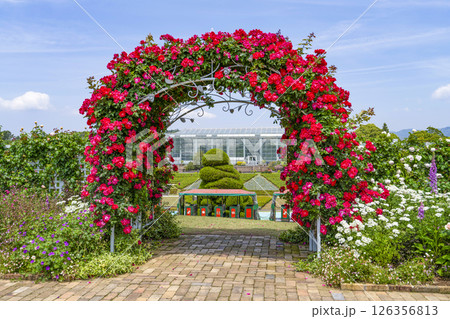 はままつフラワーパーク（5月） ウエルカムガーデンの薔薇のアーチ 126356813