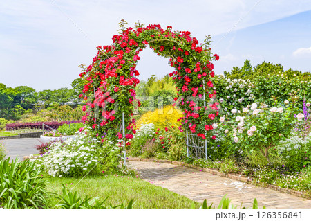 はままつフラワーパーク（5月） ウエルカムガーデンの薔薇のアーチ 126356841