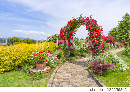 はままつフラワーパーク（5月） ウエルカムガーデンの薔薇のアーチ 126356843