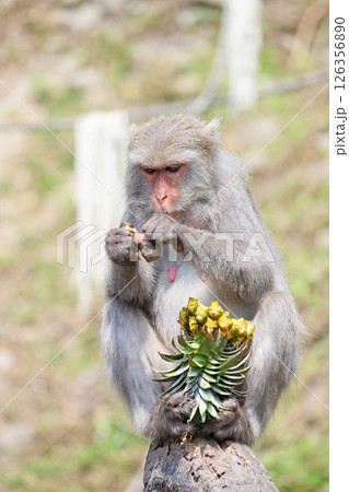 干支 亥 十二干支 126356890