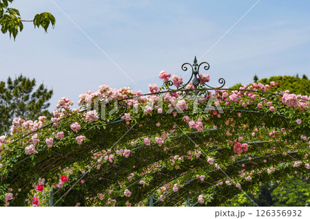 はままつフラワーパーク（5月）　ローズガーデン入口のバラのアーチ 126356932