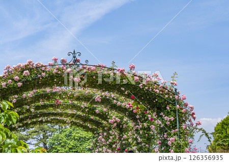 はままつフラワーパーク（5月）　ローズガーデン入口のバラのアーチ 126356935