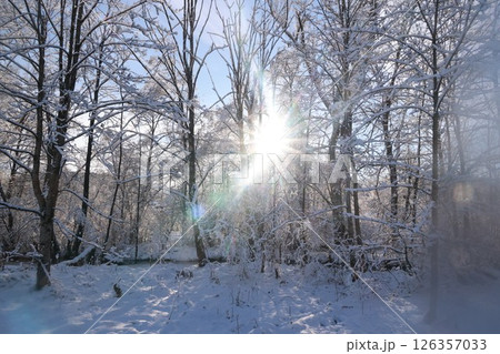 Snowy forest with a bright sun shining through the trees 126357033
