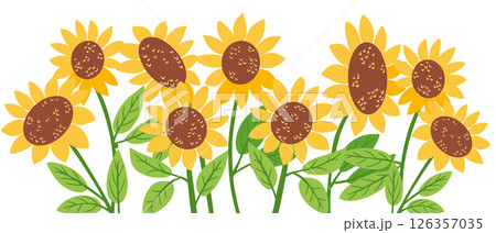 Sunflower field illustration with bright petals 126357035