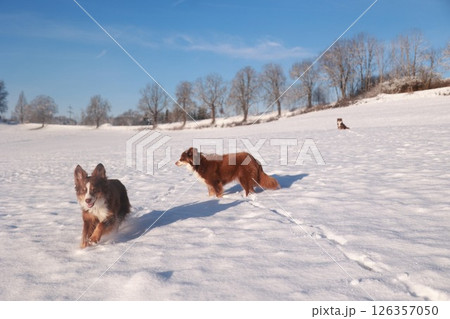 Two dogs are running in the snow, one of them is brown and white Two dogs are running in the snow, one of them is brown and white 126357050