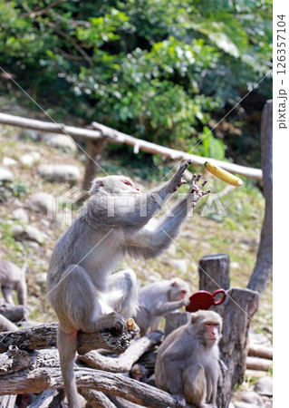 干支 亥 十二干支 126357104